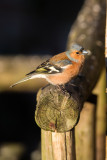 Chaffinch (Fringilla coelebs)