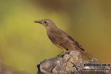 Sandstone Shrike-thrush 9526.jpg