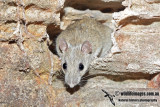 Arnhem Land Rock Rat