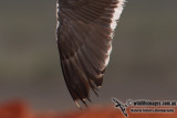 Lesser Black-backed Gull 7066.jpg