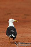 Lesser Black-backed Gull 6899.jpg