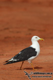 Lesser Black-backed Gull 6908.jpg