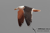 Lesser Black-backed Gull 7071.jpg
