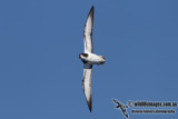 Goulds Petrel 2644.jpg