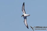 Goulds Petrel 2986.jpg