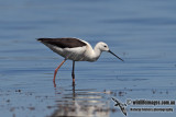 Banded Stilt 3633.jpg