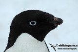 Adelie Penguin a0813.jpg