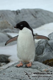 Adelie Penguin a0844.jpg