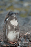 Adelie Penguin a5782.jpg
