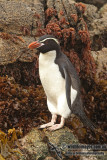 Snares crested Penguin a8711.jpg
