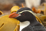 Snares crested Penguin a8814.jpg