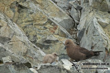 South Polar Skua a3495.jpg