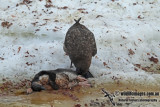 Southern Skua a2745.jpg