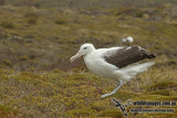 Southern Royal Albatross a9232.jpg