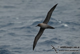 Light-mantled Sooty Albatross a9922.jpg