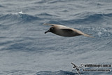 Light-mantled Sooty Albatross a9930.jpg