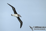 Grey-headed Albatross a0035.jpg