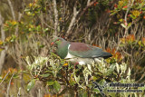 New Zealand Pigeon a8169.jpg