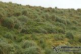 Macquarie Island a9770.jpg