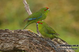 Red-crowned Parakeet a9280.jpg