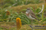 Double-banded Plover a9257.jpg
