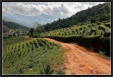 Tea plantations on the hills around Kentung.