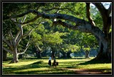 The Narrow Path under the Banyan Trees. Pindaya.