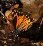 Chirachua Pine White-Female