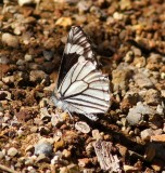 Chirachua Pine White-Male