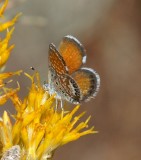 Western Pigmy Blue