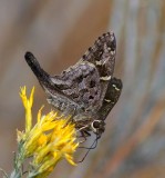 Dorantes Longtail Skipper