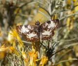 White-patched Skipper