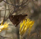 Violet-clouded Skipper