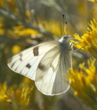 Checkered White