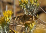  Common Buckeye