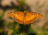 Mexican Fritillary-v