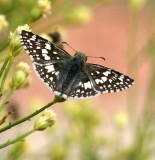 Common Checker-s