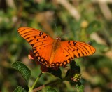 Gulf Fritillary-v