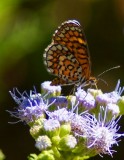 Tiny Checkerspot-v