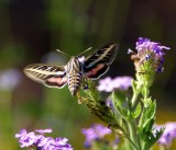 Sphinx Moth-s