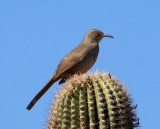 Curved billed Thrasher