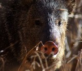 Javelina