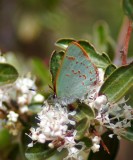Arizona Hairstreak