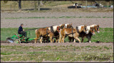 Six horse team plowing, Lancaster Co, Pa.