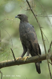 Eagle, Changeable (dark morph) @ Seletar