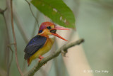 Kingfisher, Black-backed @ Bidadari