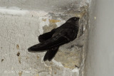 Swiftlet, Edible-Nest (adult)