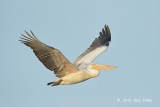 Pelican, Spot-billed @ Prek Toal