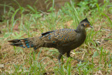 Pheasant, Malayan Peacock (male)  @ HQ