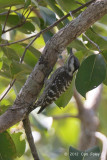 Woodpecker, Grey-capped Pygmy @ Tmatboey